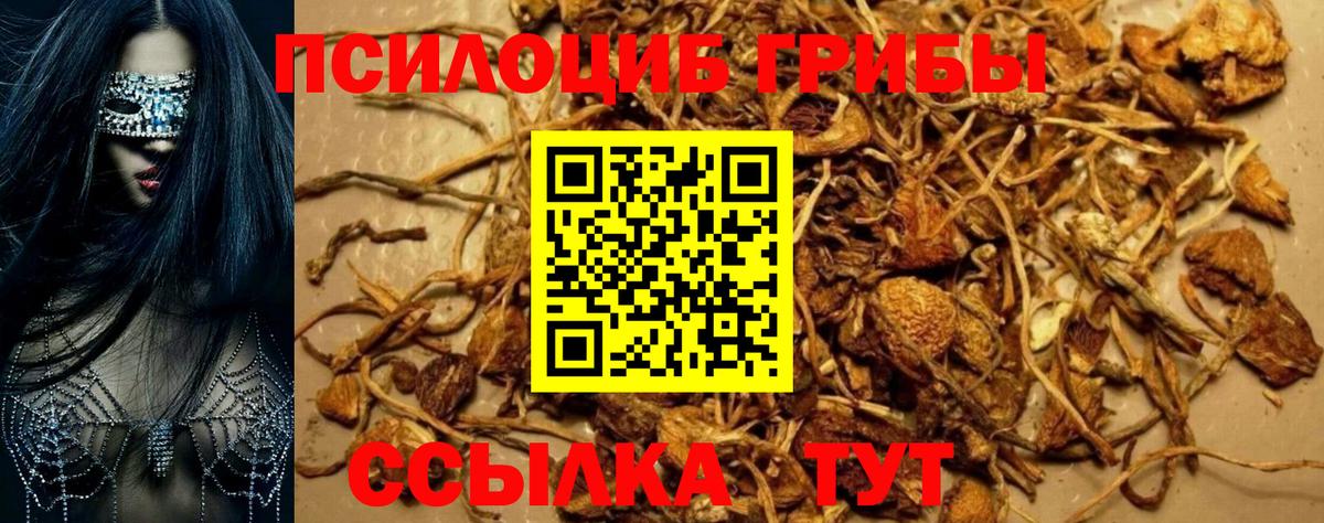 Псилоцибиновые грибы Psilocybine cubensis Кашира